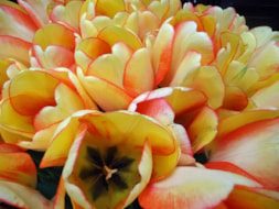 Beauty-of-Spring-(5)